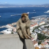 Zdjęcie z Giblartaru - Gibraltar