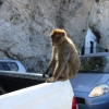 Zdjęcie z Giblartaru - Gibraltar