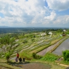 Zdjęcie z Indonezji - Tarasy ryzowe Jatiluwih