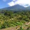 Zdjęcie z Indonezji - Tarasy ryzowe Jatiluwih