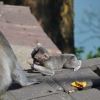 Zdjęcie z Indonezji - Makaki w drodze na punkt widokowy Twin Lake