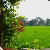 Zdjęcie z Indonezji - Pole ryzowe w samum centrum Ubud
