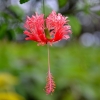 Zdjęcie z Indonezji - Przepiekne strzepiaste hibiskusy