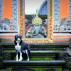 Zdjęcie z Indonezji - Scenka z Ubud