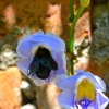 Zdjęcie z Indonezji - Balijska fauna i flora