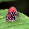 Zdjęcie z Indonezji - Motylek w hotelowym ogrodzie
