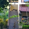 Zdjęcie z Indonezji - Hotel Champlung Sari opanowany przez makaki :)