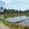 Zdjęcie z Indonezji - Przedmiescia Ubud