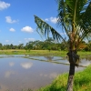 Zdjęcie z Indonezji - Przedmiescia Ubud