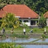 Zdjęcie z Indonezji - Praca na przydomowym polu ryzowym