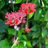 Zdjęcie z Indonezji - Przepiekne strzepiaste hibiskusy