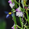 Zdjęcie z Indonezji - Fauna i flora 