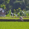 Zdjęcie z Indonezji - Pole ryzowe w samum centrum Ubud