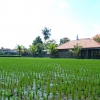 Zdjęcie z Indonezji - Pole ryzowe w samym centrum Ubud
