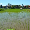 Zdjęcie z Indonezji - Ubudzkie przedmiescia
