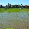 Zdjęcie z Indonezji - Ubudzkie przedmiescia