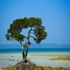 Zdjęcie z Indii - Andamany Havelock Island