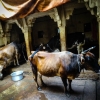 Zdjęcie z Indii - Varanasi