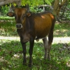 Zdjęcie z Vanuatu - Miejscowa ciekawska krowka :)