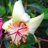 Zdjęcie z Vanuatu - Miejscowa flora