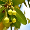 Zdjęcie z Vanuatu - Miejscowa flora