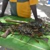 Zdjęcie z Vanuatu - Owoce Morza oferowane przez tubylcow po zawrotnych cenach :)