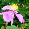 Zdjęcie z Vanuatu - Miejscowa flora