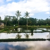 Zdjęcie z Indonezji - Wycieczka rowerowa Kintamani - Ubud
