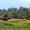 Zdjęcie z Indonezji - Na obrzezach Ubud