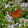 Zdjęcie z Indonezji - Fauna i flora 