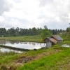 Zdjęcie z Indonezji - Balijska wieś