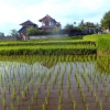 Zdjęcie z Indonezji - 