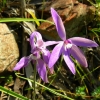 Zdjęcie z Australii - Poludniowoaustralijska zimowa flora