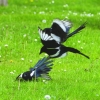 Zdjęcie z Australii - Walczace dzierzbowrony (australian magpie)