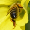 Zdjęcie z Australii - Fauna i flora 