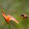 Zdjęcie z Australii - Fauna i flora 