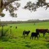 Zdjęcie z Australii - Zielona zima