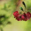 Zdjęcie z Australii - Zimowa flora