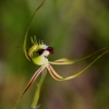 Zdjęcie z Australii - Zimowa flora