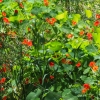 Zdjęcie z Australii - Zimowa flora