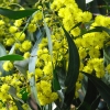 Zdjęcie z Australii - Kwitnie black wattle