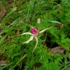 Zdjęcie z Australii - Zimowa flora