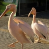 Zdjęcie z Cypru - sensacja na promenadzie: różowe pelikany baba! 
