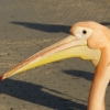 Zdjęcie z Cypru - piękny różowy pelikan odmiany baba:)