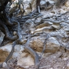 Zdjęcie z Cypru - plątanina korzeni niezwykle ciekawego drzewa Karob Tree