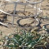 Zdjęcie z Cypru - stanowisko ochrony żółwich jaj w zbliżeniu