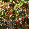 Zdjęcie z Cypru - pistacja kleista (lentyszek) porasta o tej porze roku pasmo gór Troodos