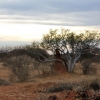 Zdjęcie z Namibii - Poranne zwiedzanie rezerwatu