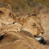 Zdjęcie z Namibii - Victoria Falls Lion encounter