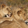Zdjęcie z Namibii - Victoria Falls Lion encounter